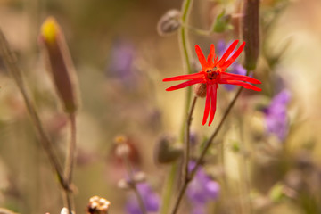 Indian Pink (Silene laciniata) at Torrey Pines