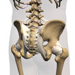Pelvic and Hip Ligaments, Posterior View on White