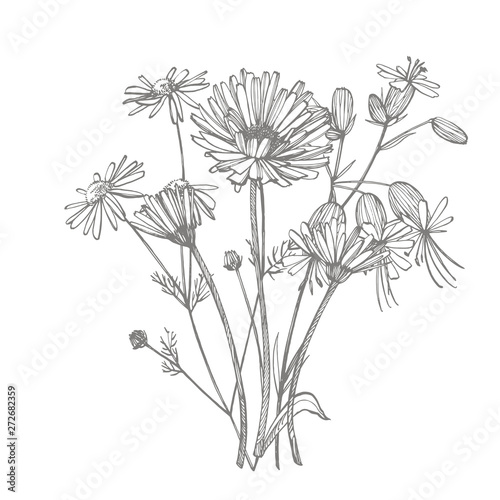 Tansy and Chamomile. Bouquet of hand drawn flowers and herbs. Botanical plant...