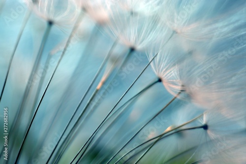 Fotografija  Dandelion.  Dandelion seeds close up. Soft focus
