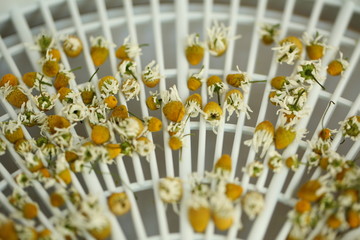 chamomile flowers medical dry billet