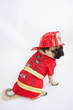 Cute pug dog wearing a fireman's costume helmet and jacket 
