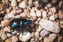 Black Beetle On Stone