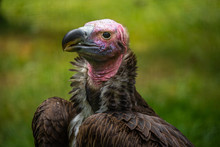 Vulture Head Close Up. Florida. USA. 