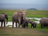 Fototapeta Sawanna - Elephant family roaming in Amboseli National Park, Kenya 