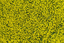 Aerial Top Down View On Yellow Field Of Blooming Rapeseed With Good For Textures