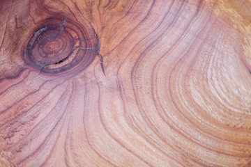 Wall Mural - prunus avium, wild cherry, sweet cherry, wood texture background in macro lens shoot