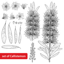Set With Outline Callistemon Or Bottlebrush Flower Bunch, Bud And Leaves In Black Isolated On White Background. Ornate Australian Native Plant Bottlebrush In Contour For Summer Coloring Book.
