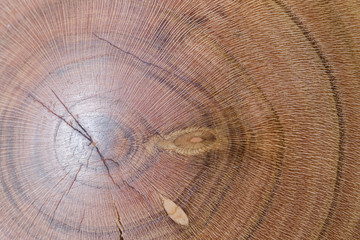 Wall Mural - prunus armeniaca, apricot wood texture background in macro lens shoot