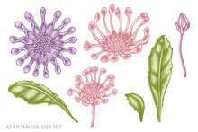 Vector Set Of Hand Drawn Pastel African Daisies