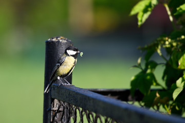 Wall Mural - Great tit with food in its beak standing on a black fence.