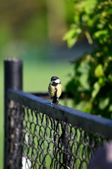 Wall Mural - Great tit with food in its beak standing on a black fence.