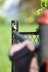 Canvas Print - Great tit sitting on a fence made of plastic letter box.