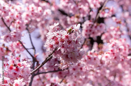 Belle Floraison De Fleurs Roses De Cerisier Japonais Buy
