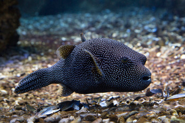 Wall Mural - Guineafowl pufferfish, golden puffer  (Arothron meleagris).