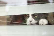 Cute Fluffy Cat Looking Through Window Blinds, Space For Text