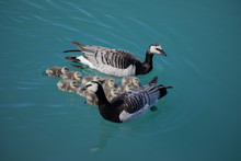 A Beautiful Barnacle Goose Family