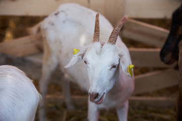 Goat in a farm wooden shed, close-up. Agriculture industry