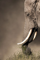closeup elephant eating grass with trunk