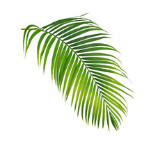 Green Palm Leaf Isolated On White Background