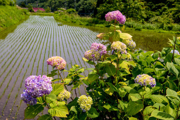 枝川内の紫陽花