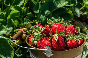 Strawberry field on farm fresh ripe strawberry in bucket next to strawberries bed.