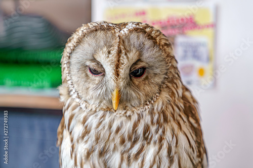 眠そうなふくろう モリフクロウ Stock Photo Adobe Stock