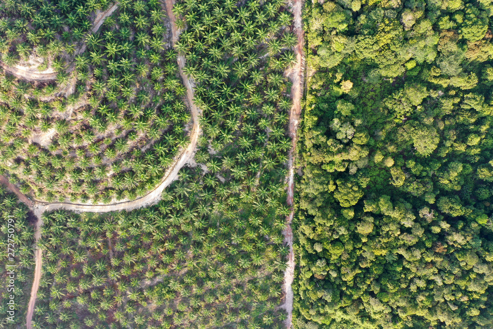 Palm oil plantation at rainforest edge. Deforestation in Malaysia destroys rain forest for oil palms - obrazy, fototapety, plakaty 