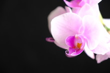 Closeup Of Pink Orchid Flower Petal