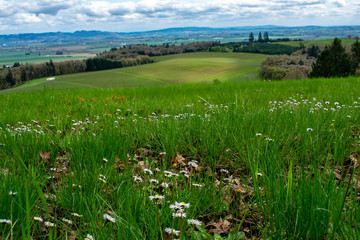 A spring view of hills covered with grass sprinkled with daisies in the foreground and an Oregon vineyard in the background.