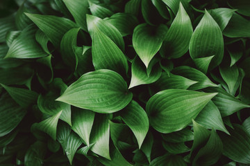  Green leaves texture. Tropical leaf background. Banner. Top view