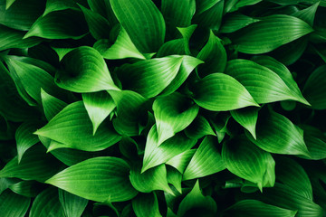  Fresh green foliage. Leaves background. Green dynamic backdrop for your design. Tropical leaf texture.