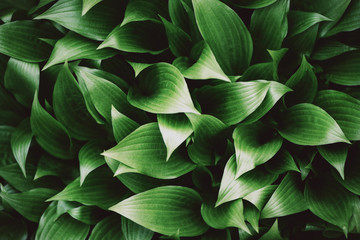 Wall Mural - Fresh green foliage. Leaves background. Green dynamic backdrop for your design. Tropical leaf texture.