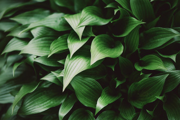  Świeże zielone liście. Opuszcza tło. Dynamiczne zielone tło dla twojego projektu. Tekstura liści tropikalnych.