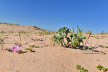 Green Plant And Pink Flower Growing In The Sand Of Coastline Under Blue Sky