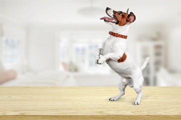 Wall Mural - Cute small dog Jack Russell terrier