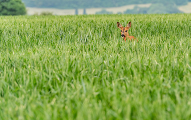 Wall Mural - wild deer in a field