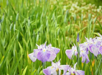 菖蒲園　色とりどりの花菖蒲