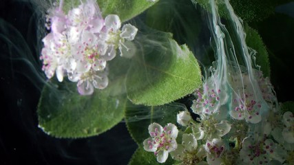 Poster - White tender flowers of black chokeberry.