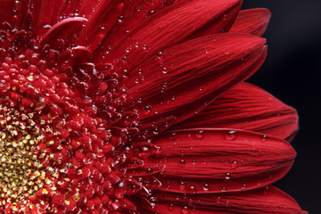 Beautiful natural background. Summer, spring concepts. Abstract of a red Gerber daisy macro with water droplets on the petals. Copy space. Template for design. Soft focus. Macro shot