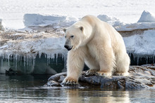 Adult Male Polar Bear At The Ice Edge In Svalbard