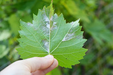 Downy Mildew (Plasmopara Vitikola) Is A Fungal Disease That Affects A Grape Leaves. Common Grapevine Diseases And Treatment.