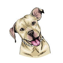 Vector Portrait Of Pit Bull Terrier Dog. Cute Puppy. Animalistic Illustration. Hand Drawn Pet Portait. Poster, T-shirt Print, Holiday, Postcard, Shelter.