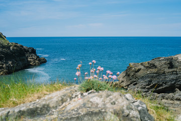 View from the coast in Wales england to the Atlantic with flowers i the foreground