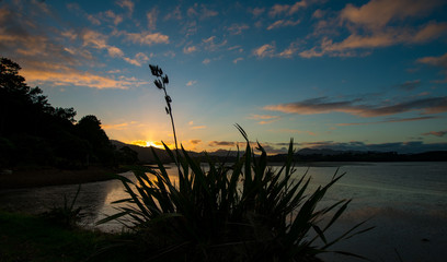 Canvas Print - Silhouette of plants at sunset