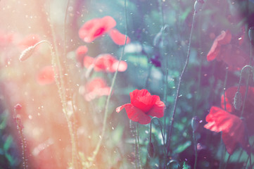 Close up poppy head. Red poppy flowers field