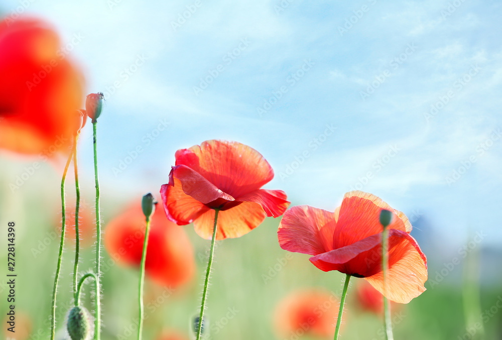 Beautiful red poppy flowers in green field