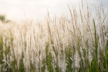 Naklejka na meble grass in the wind and sunrise