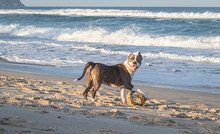 Young American Staffordshire Terrier Playing With A Ball On The Beach