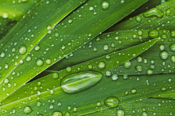 Green fresh leaves with raindrops. Close up background. Top view, flat lay.